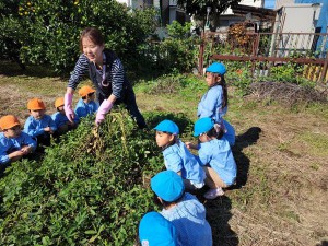 落花生１ (2)