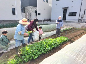 2022　11月7日　子育て支援　葉物野菜の収穫　次回の大根収穫