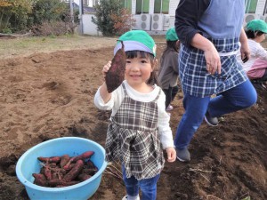 いも (12)