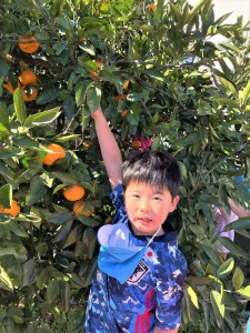 gみかん１ (19)
