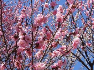 少戸外 (1)