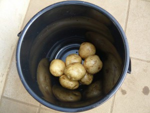 野菜洗い (17)